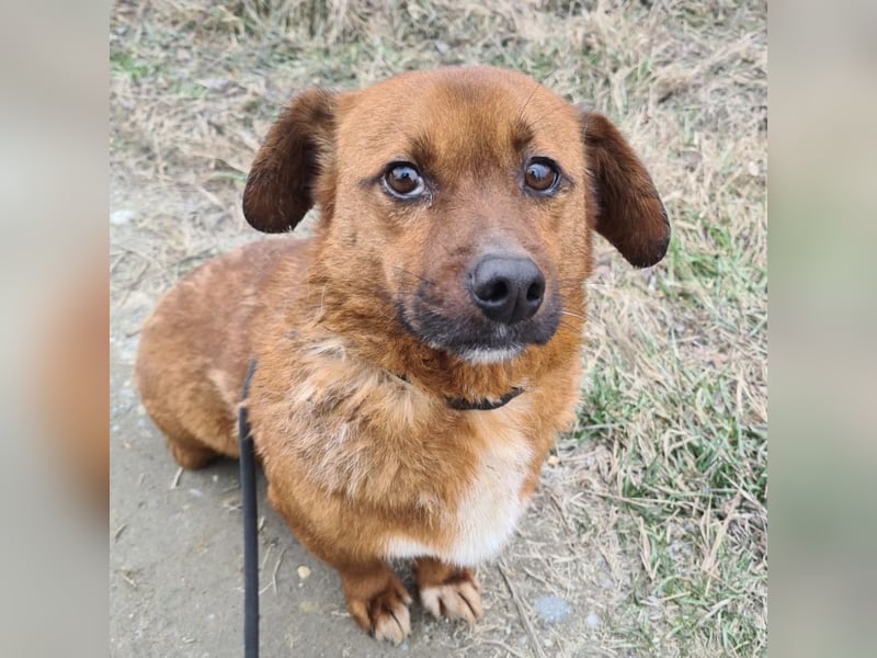 Milton ein ängstlicher Schatz