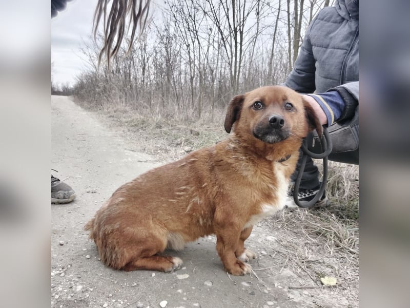 Milton ein ängstlicher Schatz