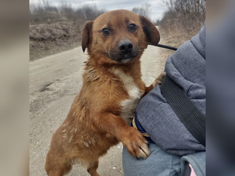 Milton ein ängstlicher Schatz