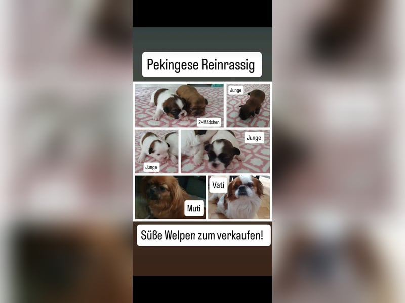 reinrassige Pekinese