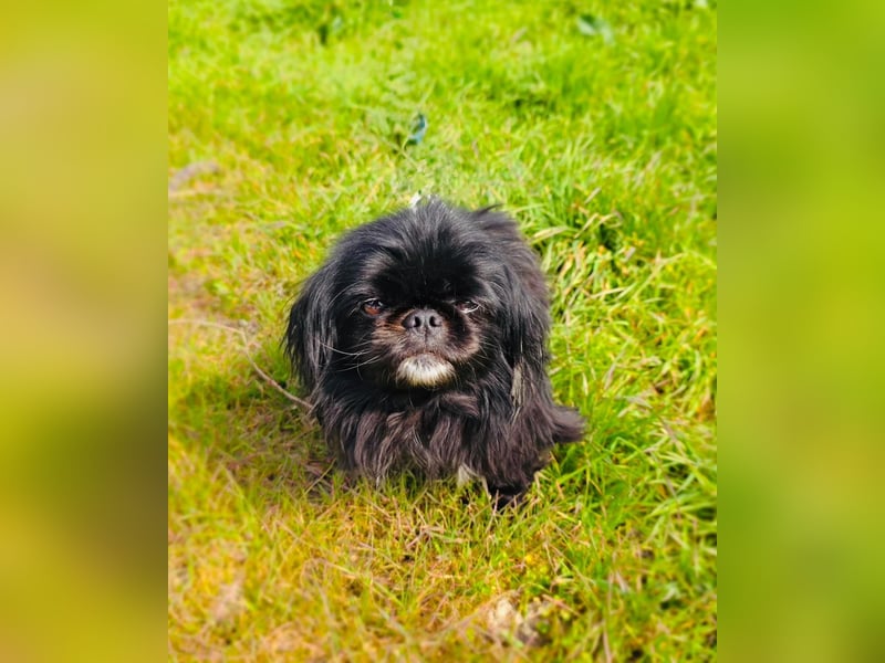 Pekinese  Shih-Tzu Mix Maggie