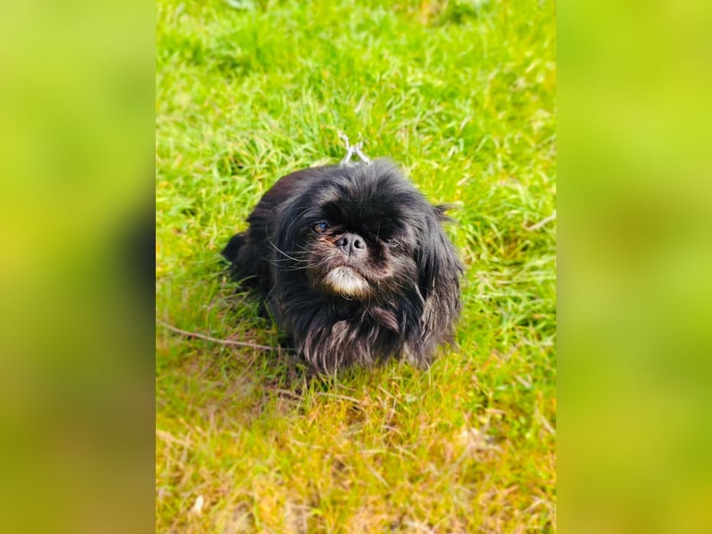 Pekinese  Shih-Tzu Mix Maggie