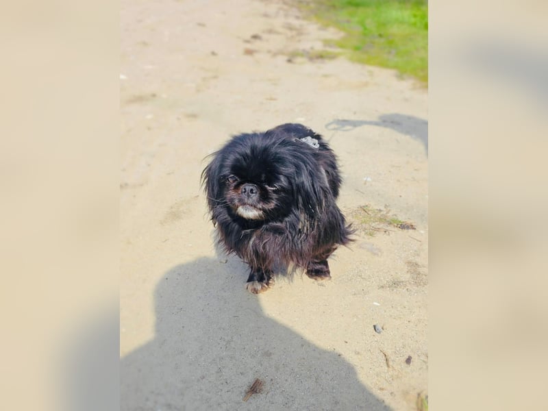 Pekinese  Shih-Tzu Mix Maggie