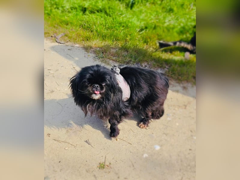 Pekinese  Shih-Tzu Mix Maggie