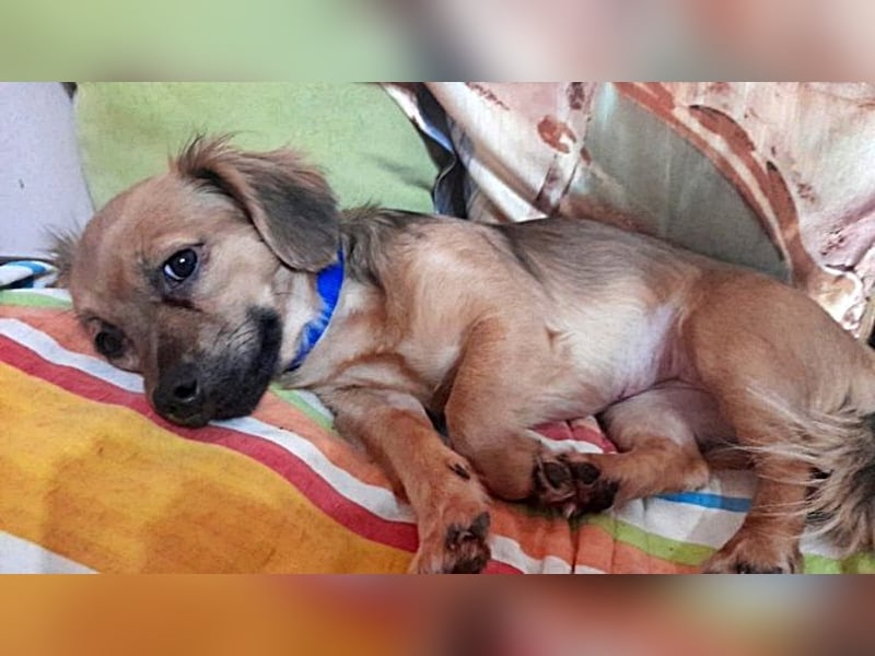 Tasha, lieb und menschenbezogen