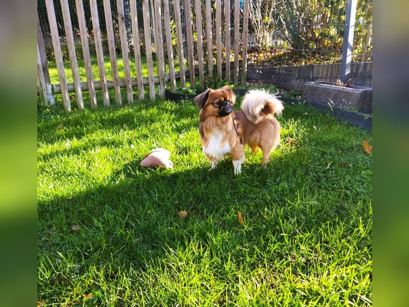 Rocky...5 J., 30 cm 6,5 kg liebenswerter Pekinese-Mix sucht...