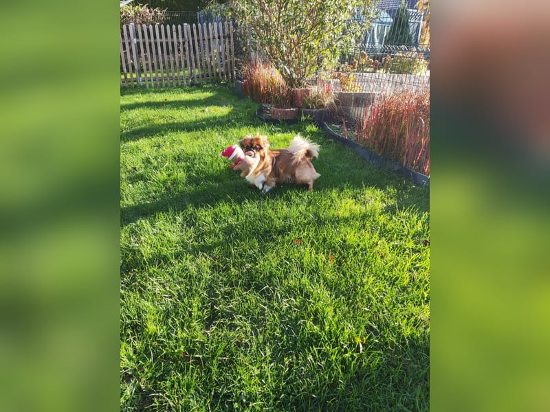 Rocky...5 J., 30 cm 6,5 kg liebenswerter Pekinese-Mix sucht...