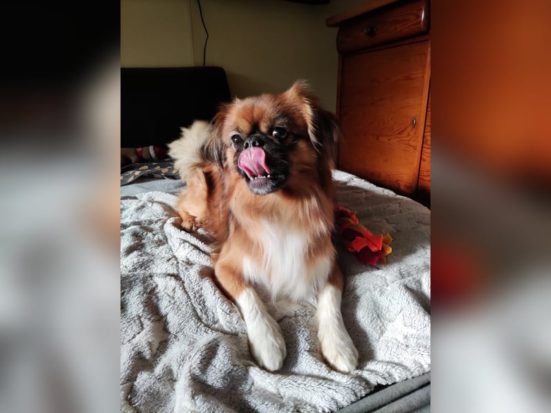 Rocky...5 J., 30 cm 6,5 kg liebenswerter Pekinese-Mix sucht...
