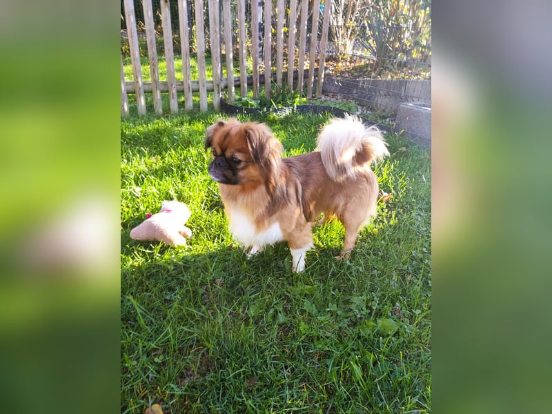 Rocky...5 J., 30 cm 6,5 kg liebenswerter Pekinese-Mix sucht...