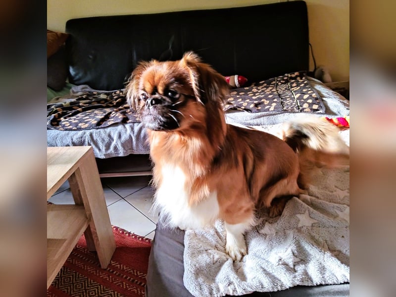 Rocky...5 J., 30 cm 6,5 kg liebenswerter Pekinese-Mix sucht...