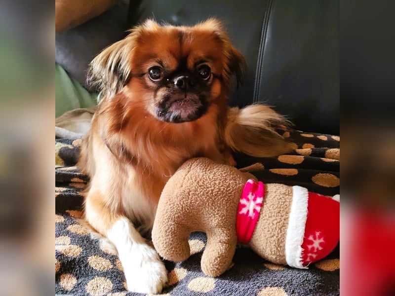 Rocky...5 J., 30 cm 6,5 kg liebenswerter Pekinese-Mix sucht...