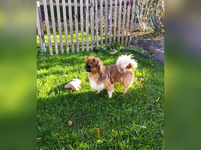 Rocky...5 J., 30 cm 6,5 kg liebenswerter Pekinese-Mix sucht...