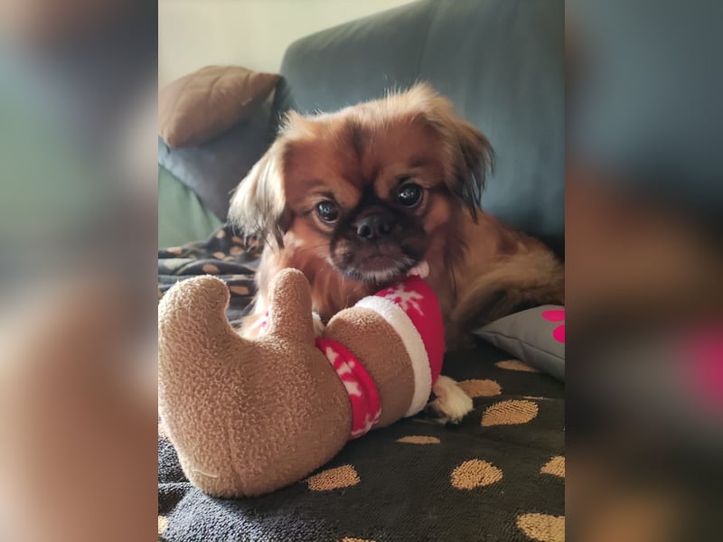 Rocky...5 J., 30 cm 6,5 kg liebenswerter Pekinese-Mix sucht...