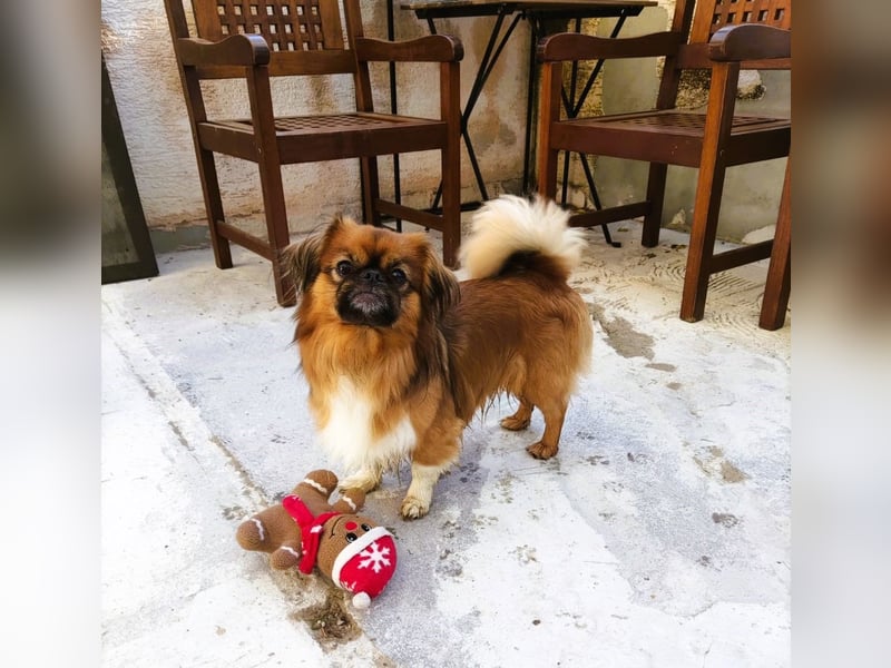 Rocky...5 J., 30 cm 6,5 kg liebenswerter Pekinese-Mix sucht...