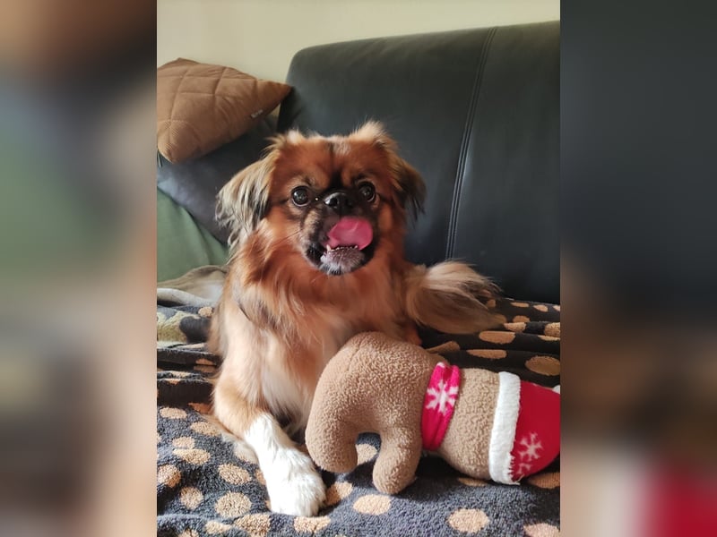 Rocky...5 J., 30 cm 6,5 kg liebenswerter Pekinese-Mix sucht...