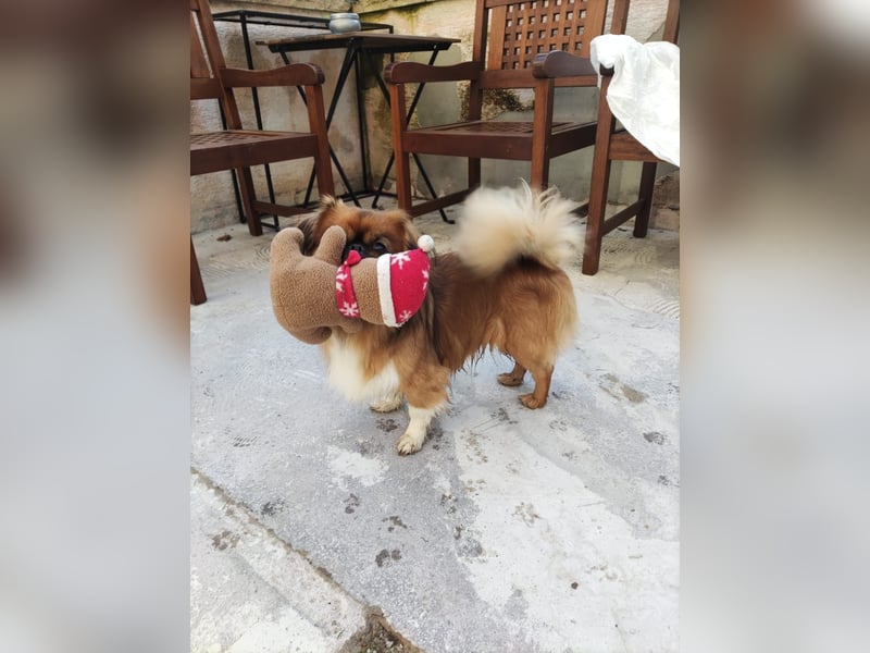 Rocky...5 J., 30 cm 6,5 kg liebenswerter Pekinese-Mix sucht...