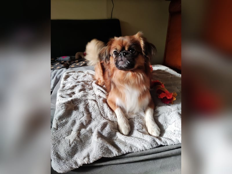 Rocky...5 J., 30 cm 6,5 kg liebenswerter Pekinese-Mix sucht...