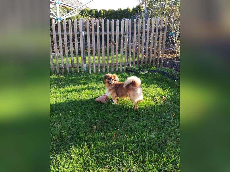 Rocky...5 J., 30 cm 6,5 kg liebenswerter Pekinese-Mix sucht...