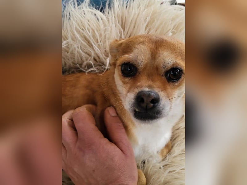 Kora ❤️ verschmuste, kleine Pekinesin sucht ihr Zuhause