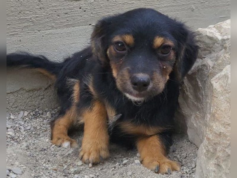 Pekinesen-Mix ♥ Koharu ♥ wartet schon in 48153 Münster
