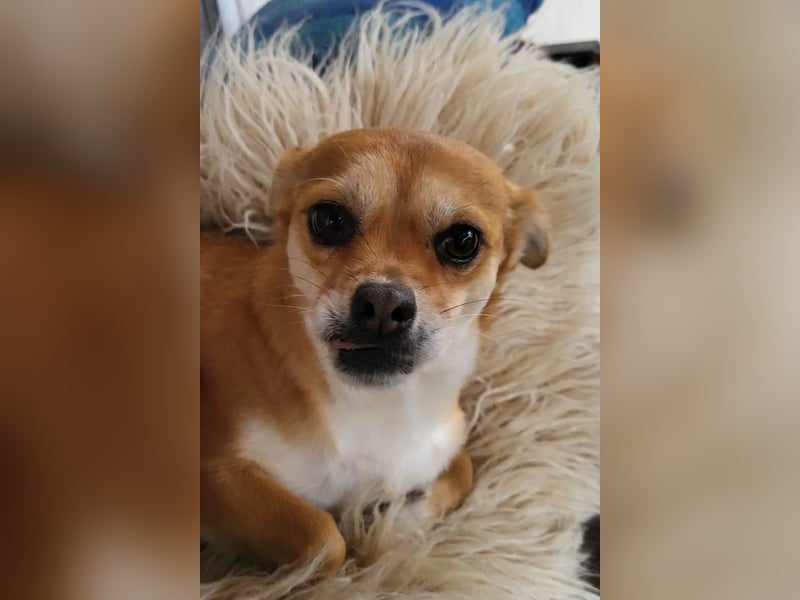 Kora ❤️ verschmuste, kleine Pekinesin sucht ihr Zuhause