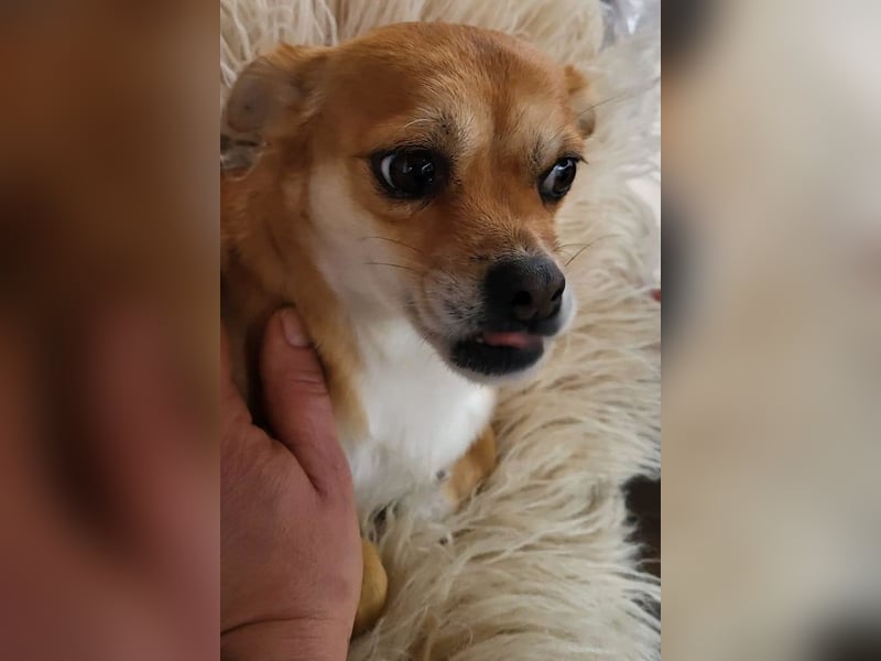 Kora ❤️ verschmuste, kleine Pekinesin sucht ihr Zuhause