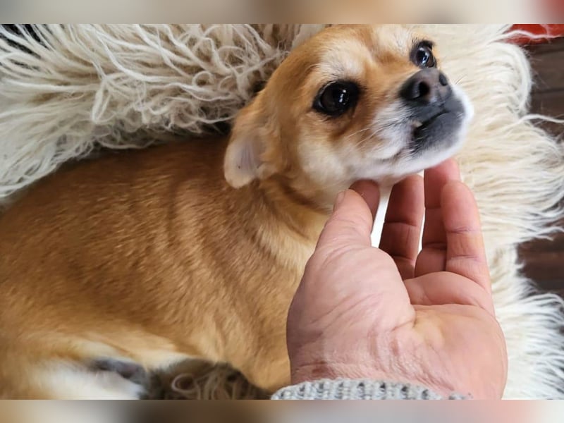 Kora ❤️ verschmuste, kleine Pekinesin sucht ihr Zuhause