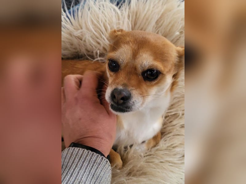 Kora ❤️ verschmuste, kleine Pekinesin sucht ihr Zuhause