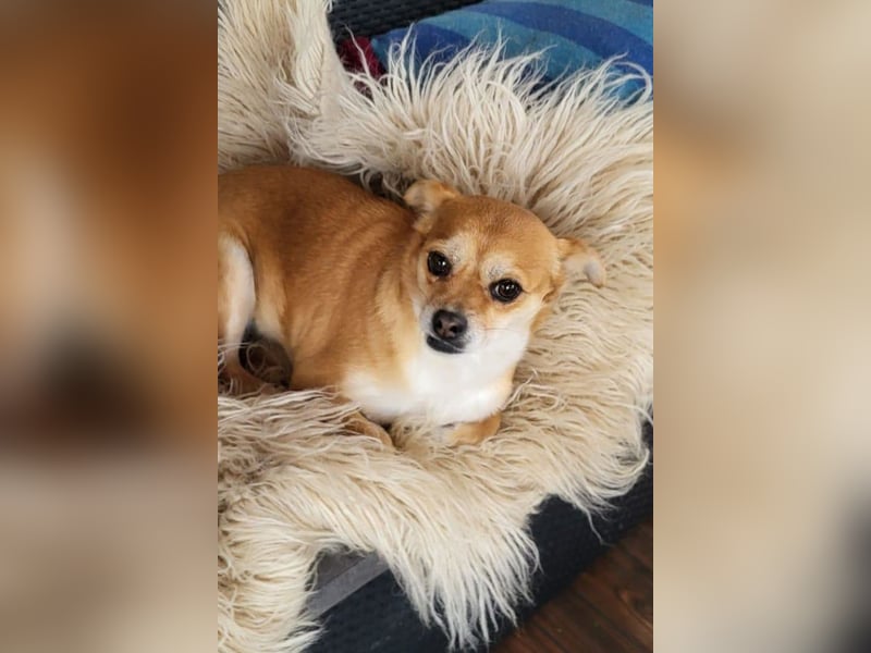 Kora ❤️ verschmuste, kleine Pekinesin sucht ihr Zuhause