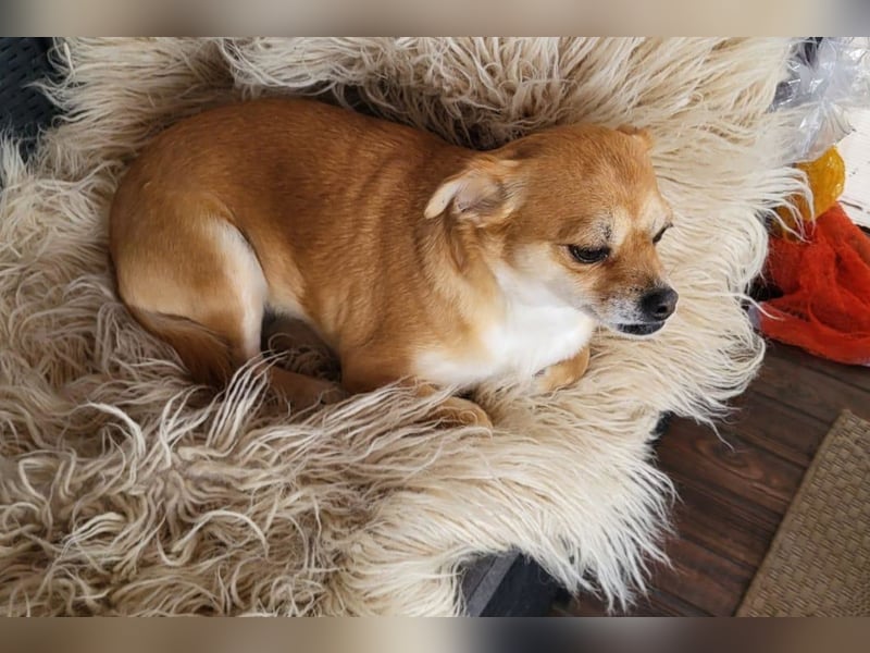 Kora ❤️ verschmuste, kleine Pekinesin sucht ihr Zuhause