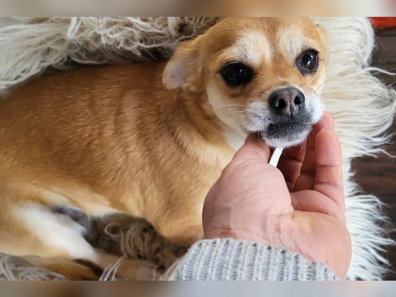 Kora ❤️ verschmuste, kleine Pekinesin sucht ihr Zuhause