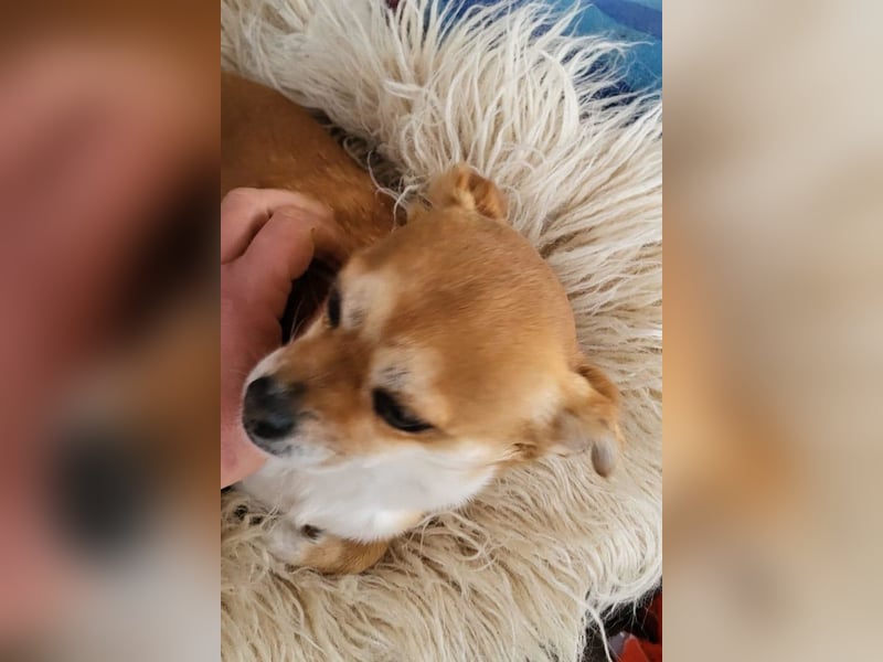 Kora ❤️ verschmuste, kleine Pekinesin sucht ihr Zuhause