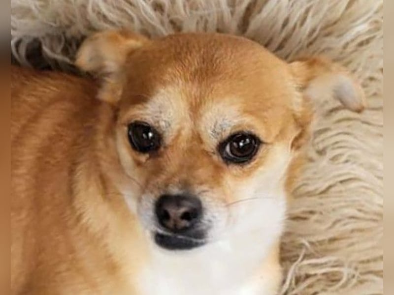 Kora ❤️ verschmuste, kleine Pekinesin sucht ihr Zuhause