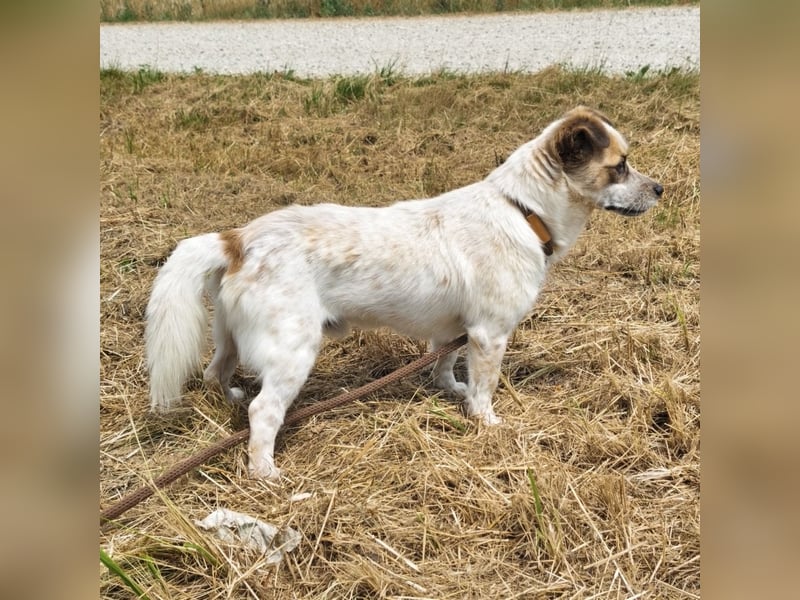 Alfie ein kleiner Schatz