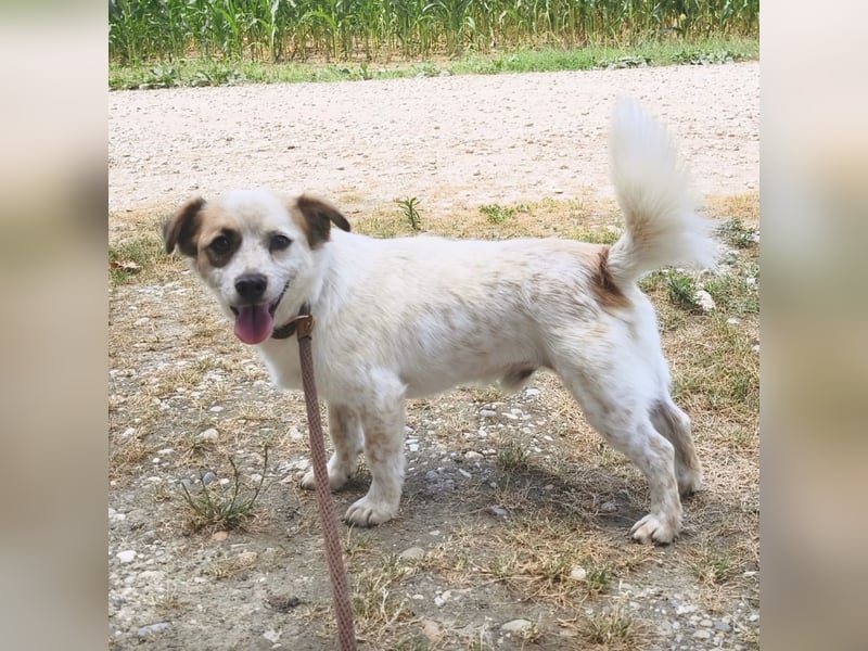 Alfie ein kleiner Schatz