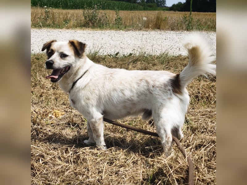 Alfie ein kleiner Schatz