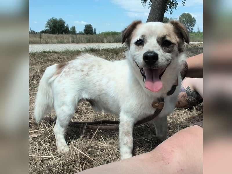 Alfie ein kleiner Schatz