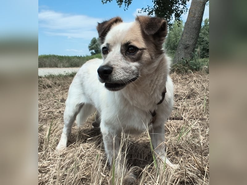 Alfie ein kleiner Schatz