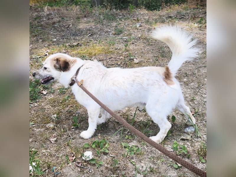 Alfie ein kleiner Schatz
