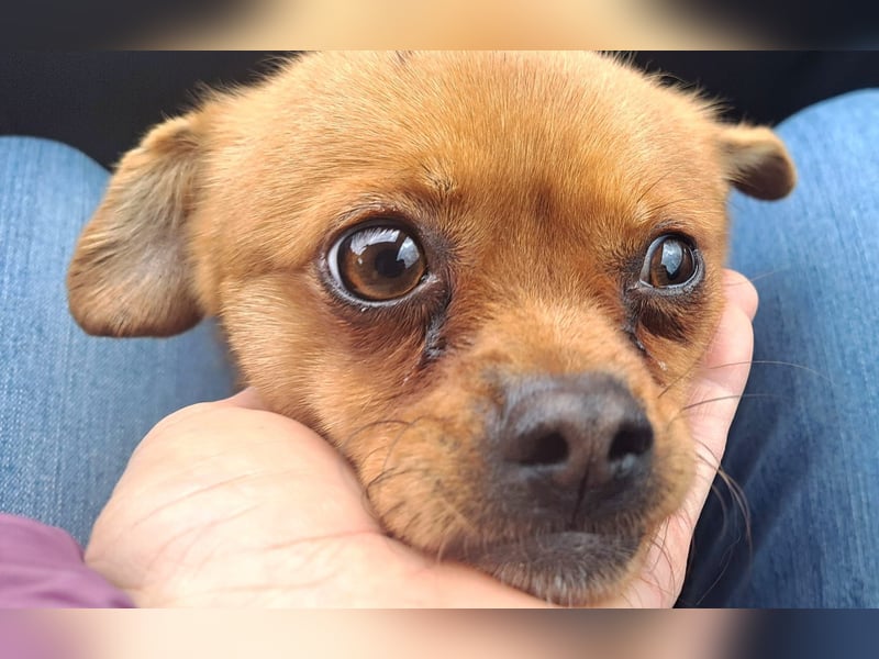 Rüde Gigel ist ganze 25 cm hoch und wiegt 4 kg, und möchte Rumänien schnell verlassen