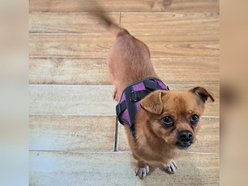 Rüde Gigel ist ganze 25 cm hoch und wiegt 4 kg, und möchte Rumänien schnell verlassen