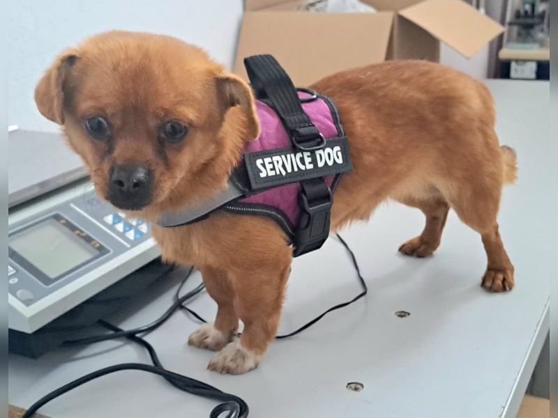 Rüde Gigel ist ganze 25 cm hoch und wiegt 4 kg, und möchte Rumänien schnell verlassen