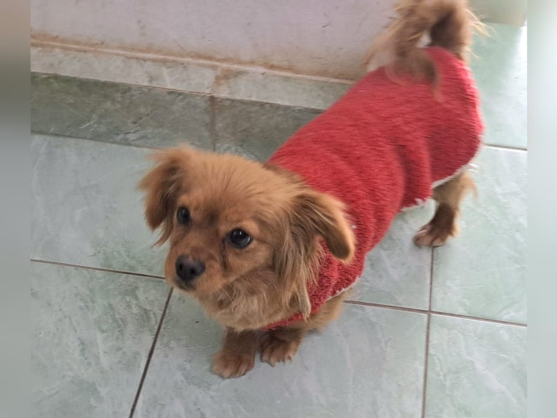 Iris 27cm, verschmust, sozial, möchte Rumänien gerne schnell verlassen