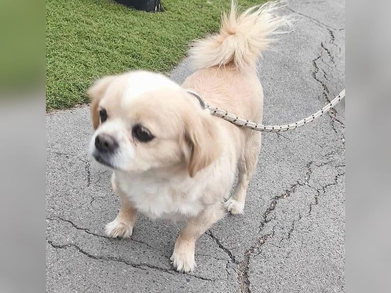 süße kleine FRENI - 8 Jahre. 26cm/5kg - Pekinesen-Mix