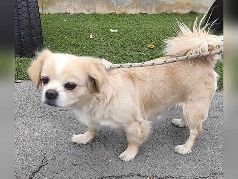 süße kleine FRENI - 8 Jahre. 26cm/5kg - Pekinesen-Mix
