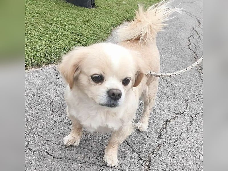 süße kleine FRENI - 8 Jahre. 26cm/5kg - Pekinesen-Mix