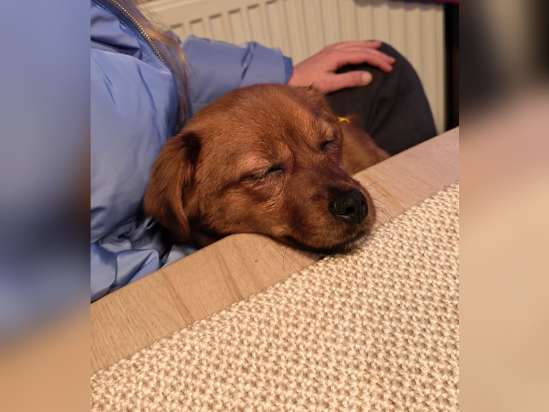 Fanny winziger, verspielter Welpe Pekinesen Mischling Hündin Junghund sucht Zuhause für immer