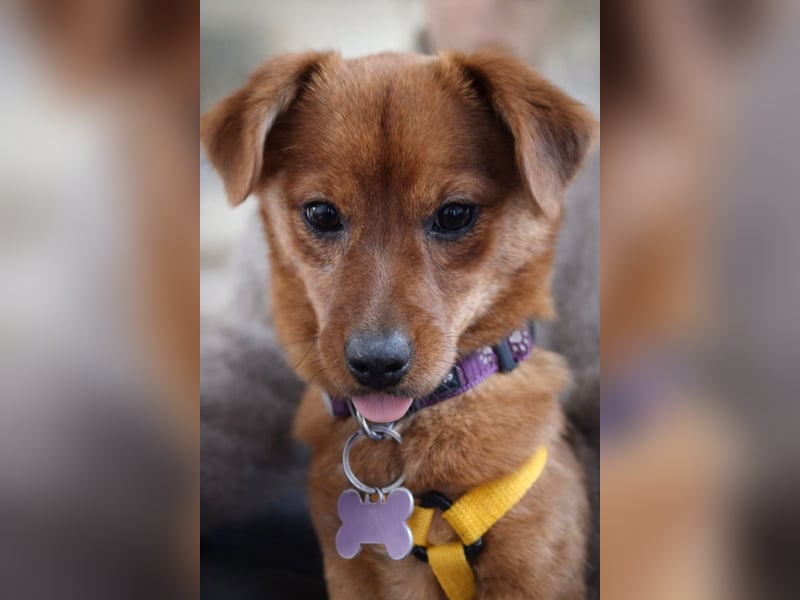 Fanny winziger, verspielter Welpe Pekinesen Mischling Hündin Junghund sucht Zuhause für immer