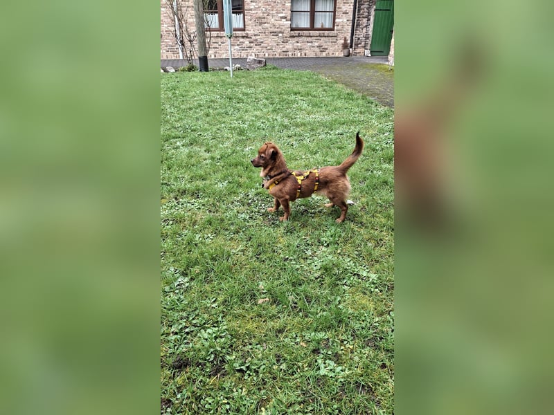 Fanny winziger, verspielter Welpe Pekinesen Mischling Hündin Junghund sucht Zuhause für immer