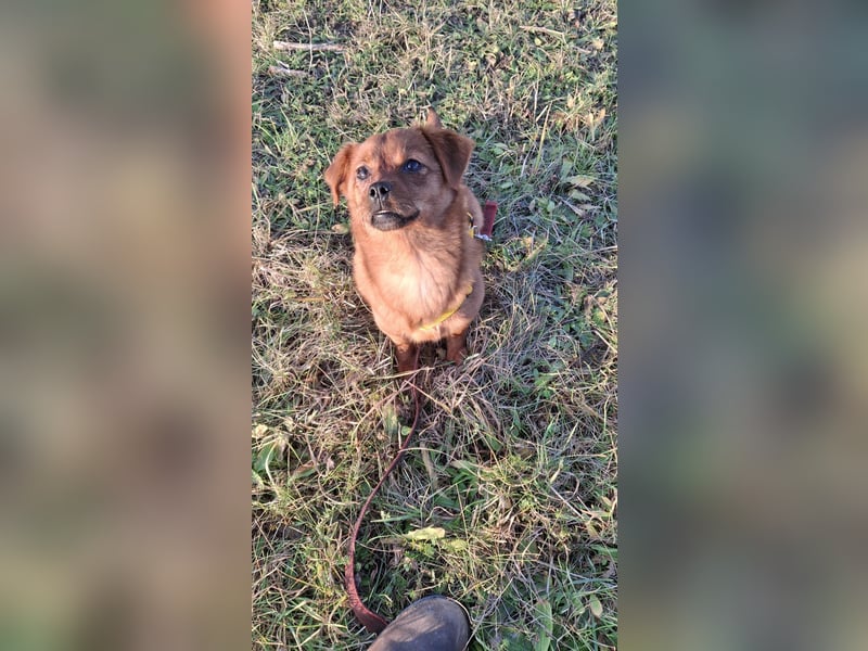 Fanny winziger, verspielter Welpe Pekinesen Mischling Hündin Junghund sucht Zuhause für immer